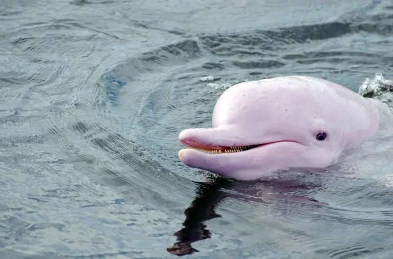 delfines-rosados