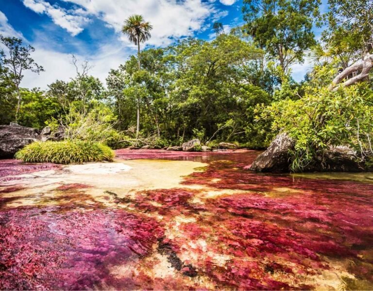 caño_cristales_viajar_es_la_vida